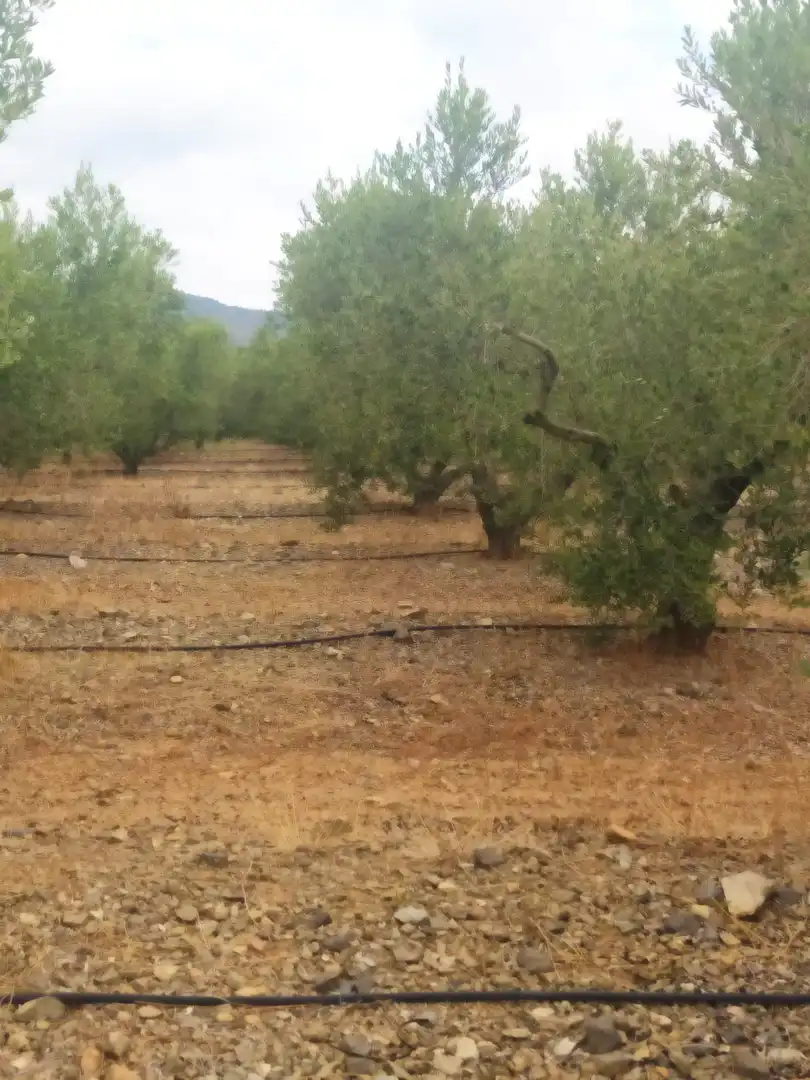 Terreny rústic en venda a Montbrió del Camp