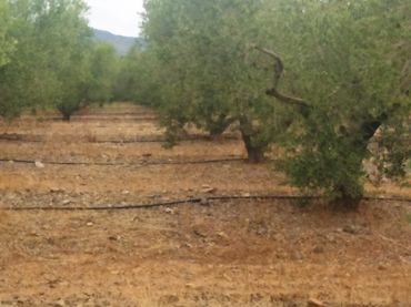 Terreny rústic en venda a Montbrió del Camp