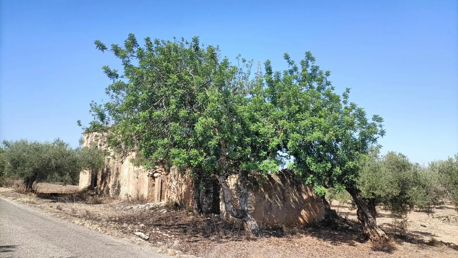 Terrain rustique à vendre à Camí de la Ferrereta 17, imagen 5
