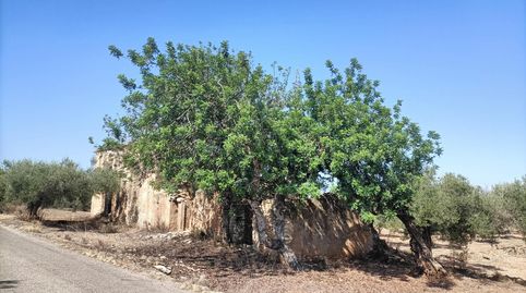 Foto 3 de Terreny en venda a Camí de la Ferrereta, 17, Valletes - Xiribecs, Amposta