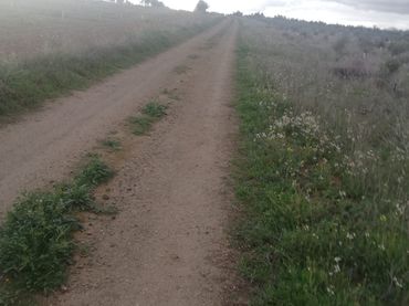 Terreny rústic en venda a Almonacid de Toledo
