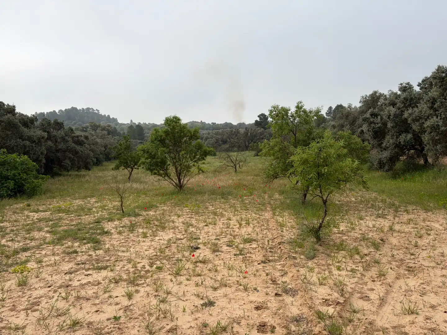 Terreno rustico in vendita a Ascó, imagen 2