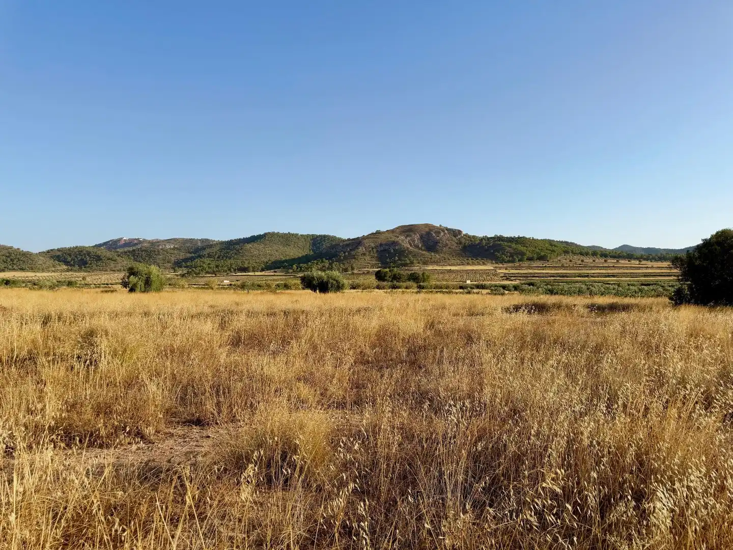Rural land for sale in Algueña, imagen 2
