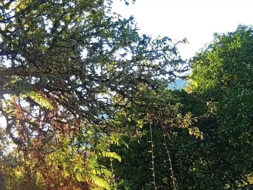 Garden of Houses for sale in Padrenda  with Private garden and Furnished