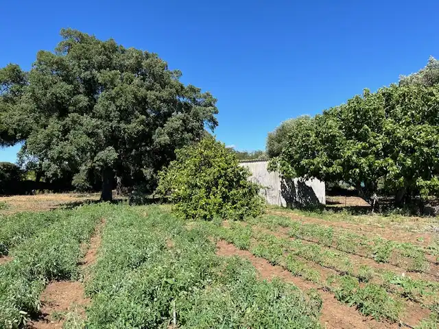 Finca rústica en venta en Vejer de la Frontera