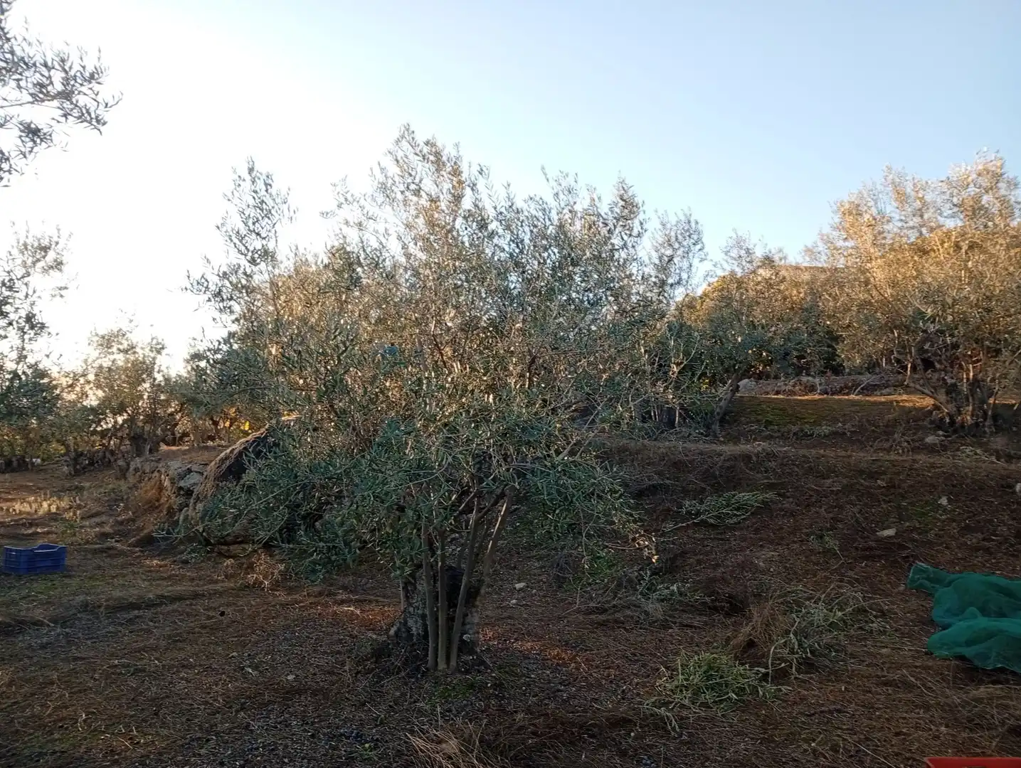 Terreni e lotti in vendita a Villanueva de la Vera, imagen 38