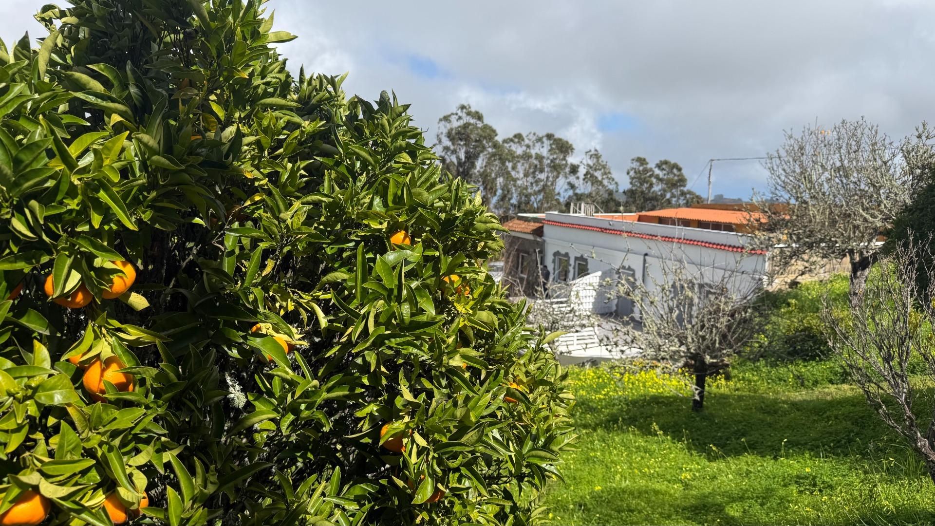 Vista exterior de Finca rústica en venda en Moya (Las Palmas) amb Jardí privat, Terrassa i Piscina