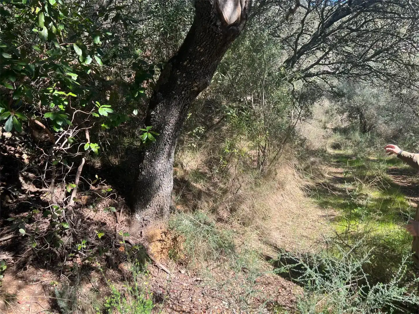 Finca rústica en venta en Castañar de Ibor con Piscina