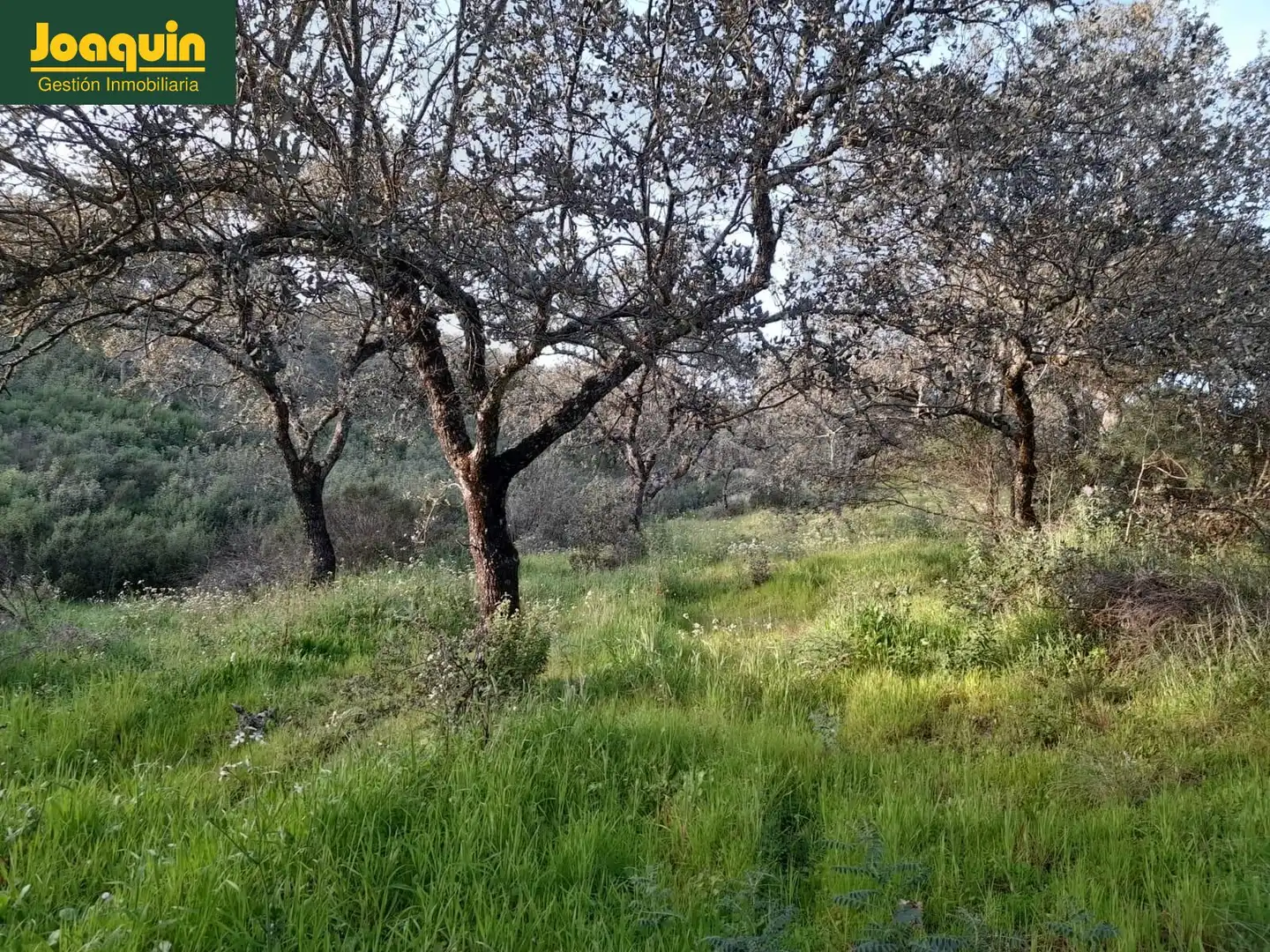 Terreno en venta en Obejo