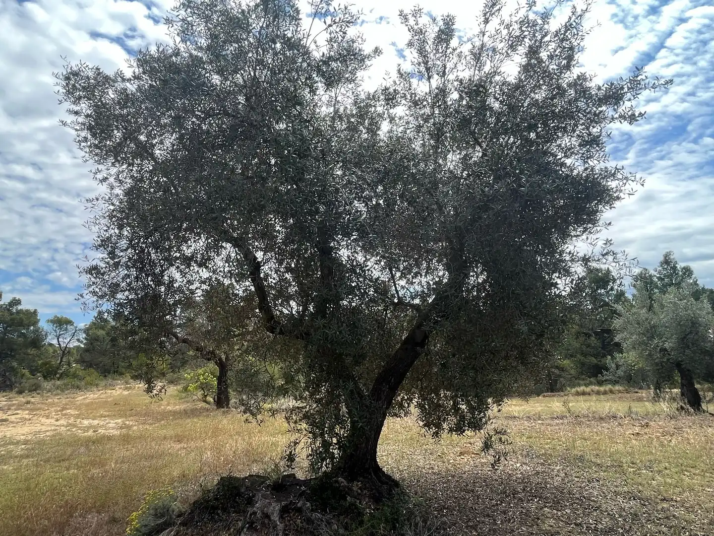 Terreni e lotti in vendita a Cretas, imagen 7