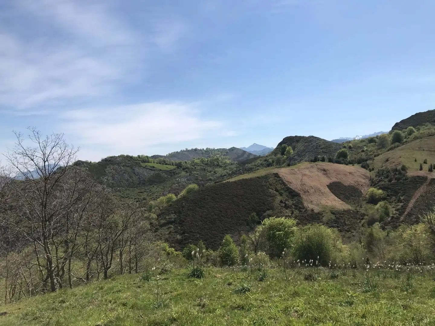 Terreno rustico in vendita a Cangas de Onís, imagen 13