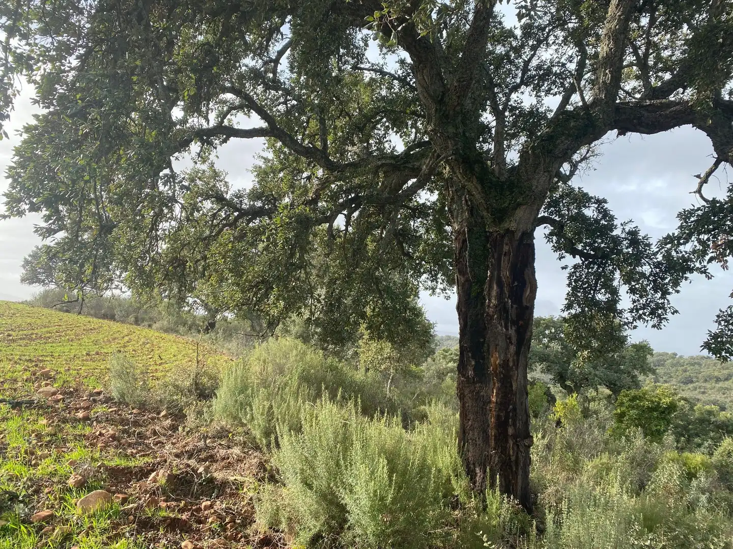 Terreno en venta en Anchuras