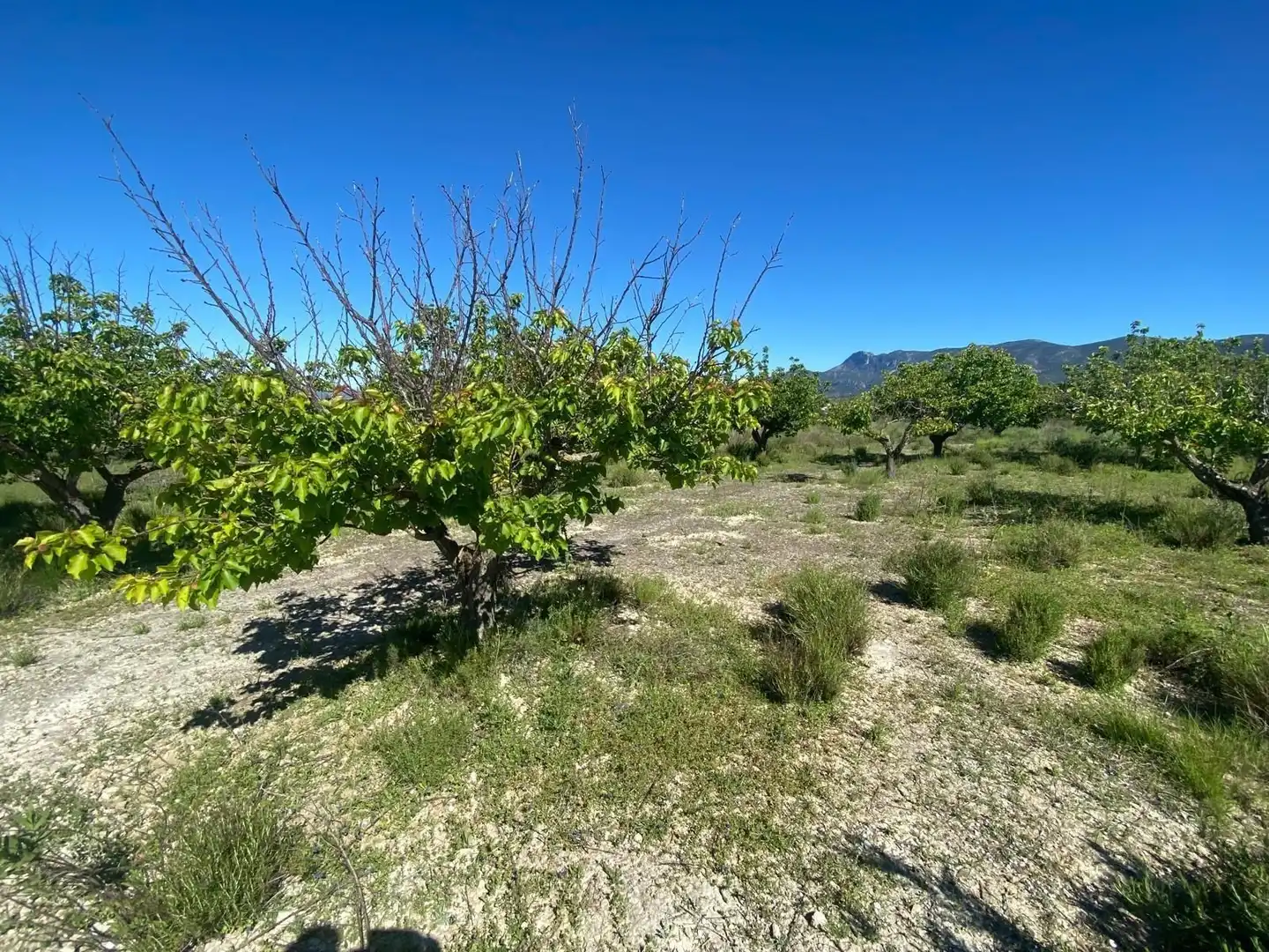 Rustikales Grundstück zum Verkauf in El Palomar, imagen 4