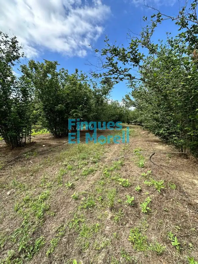 Finca rústica en venta en Vilallonga del Camp