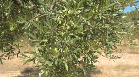 Foto 2 de Terreno en venta en Carrer Pervindre, 1, Caseres, Tarragona