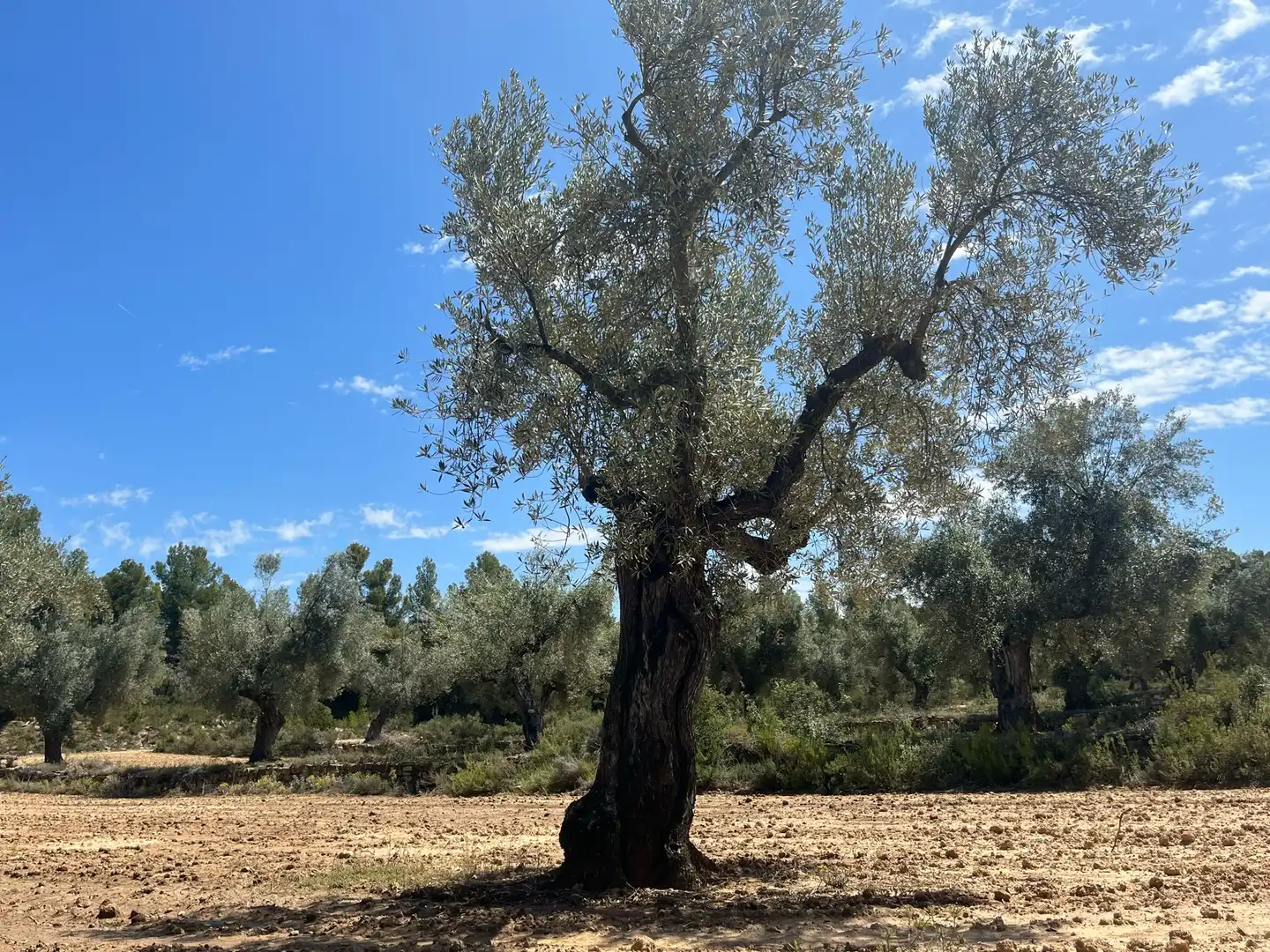 Terreni e lotti in vendita a Cretas, imagen 4