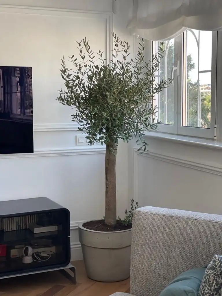 Penthouse with lift for sale in ETIOPIA (C), imagen 9