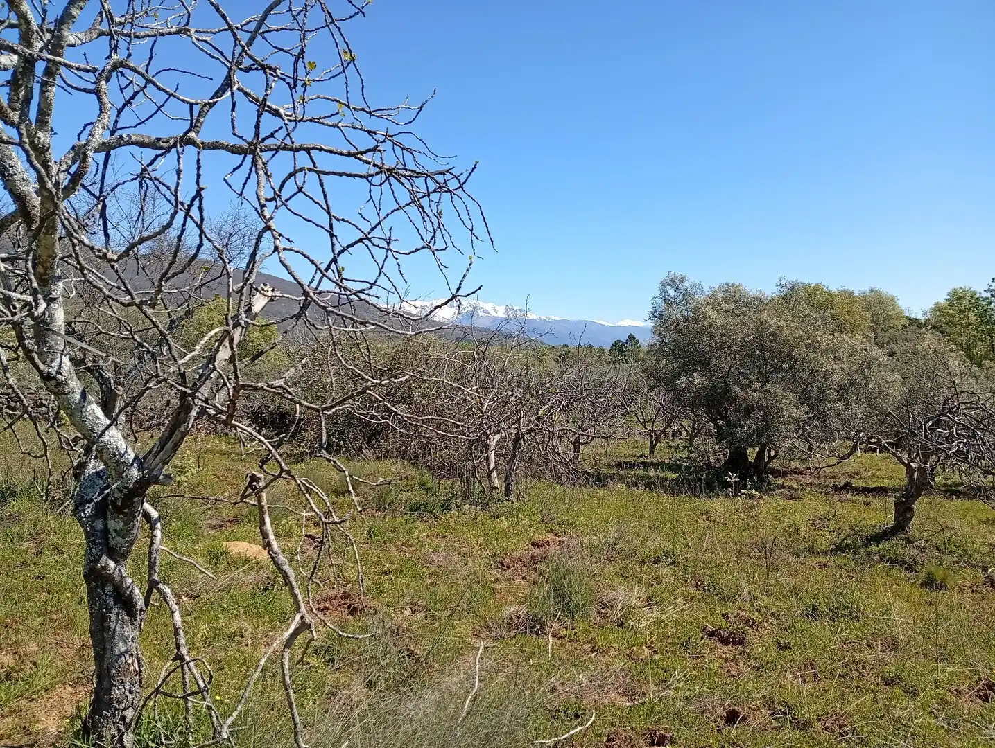 Terreni e lotti in vendita a Valverde de la Vera, imagen 2