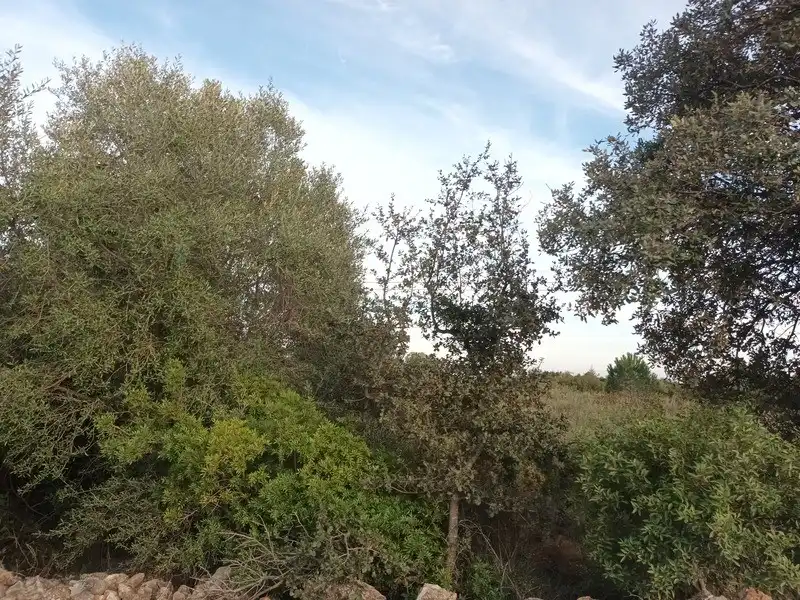 Terreny residencial en venda a San Jorge / Sant Jordi, imagen 3