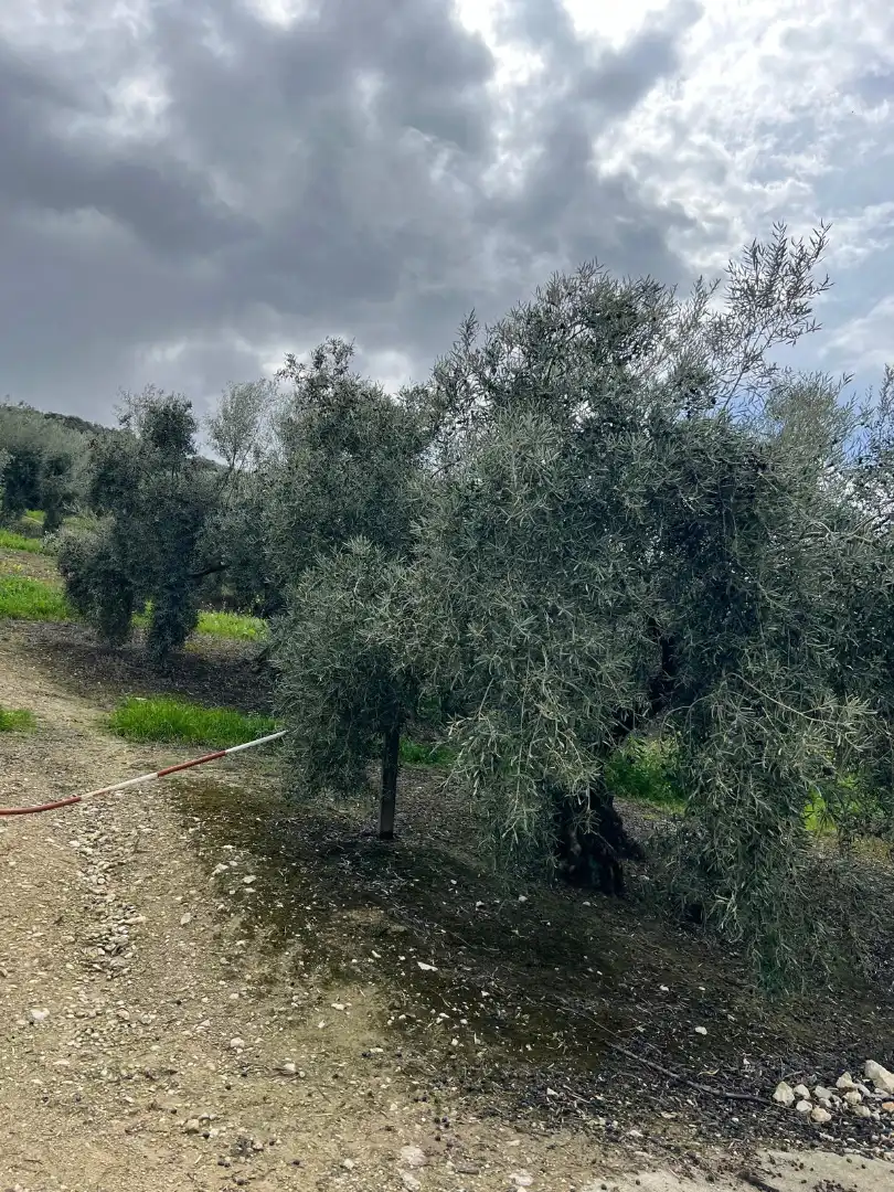 Terreno rustico in vendita a Cabra, imagen 24