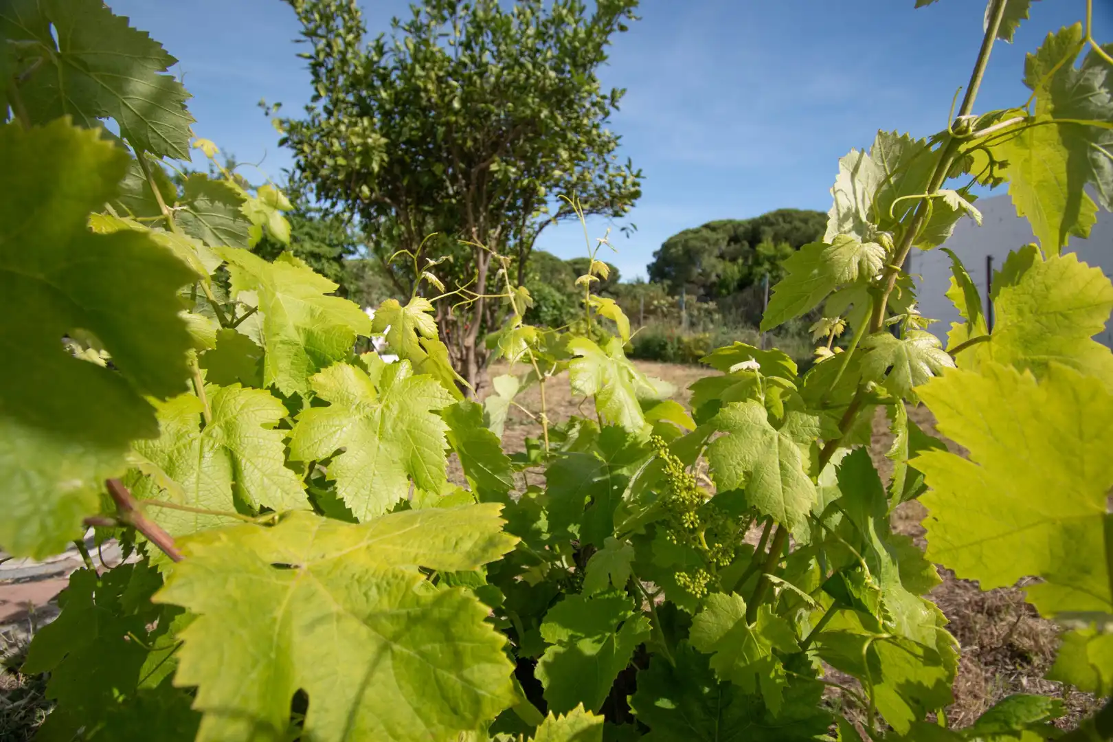 Jardí de Casa o xalet en venda en Chiclana de la Frontera