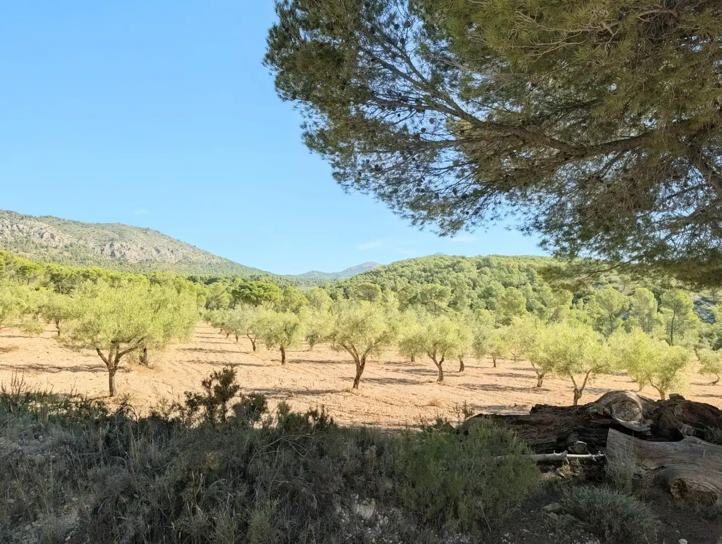 Maison rustique à vendre à Ibi, imagen 66