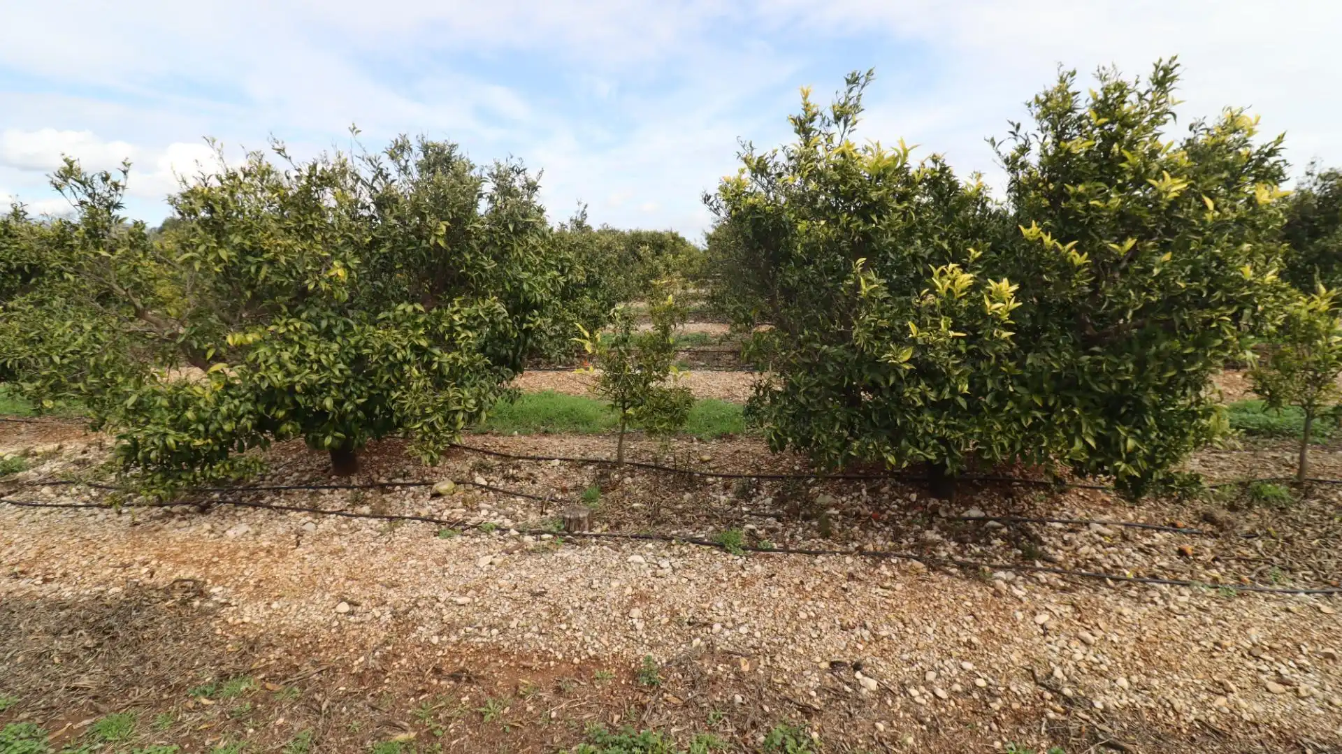Grundstücke zum Verkauf in San Rafael del Río