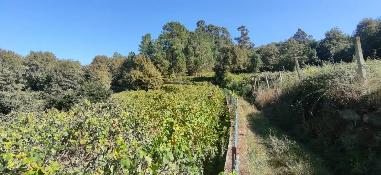 Vista exterior de Casa o xalet en venda en Crecente amb Jardí privat i Moblat