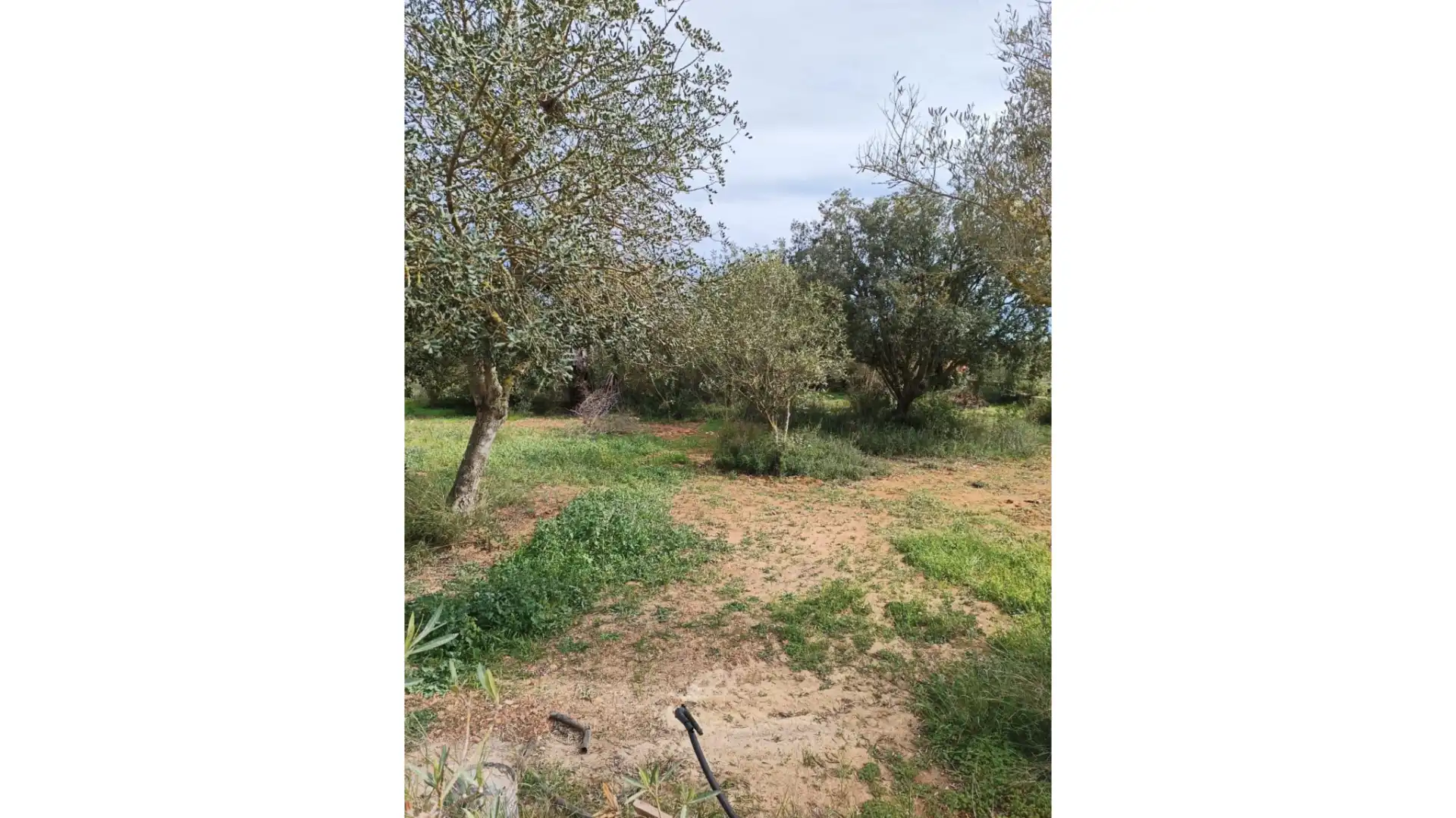 Finca rústica en venda en Vilafranca de Bonany amb Jardí privat i Terrassa