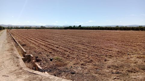 Campo kakis 10,25 han. guadassuar evols-ciscars, imatge 2