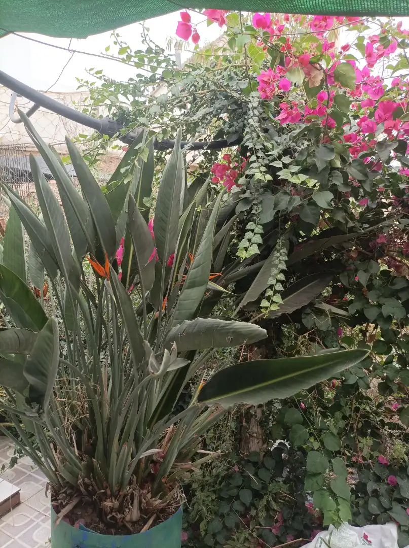 Adossat amb jardí en venda a Dalías