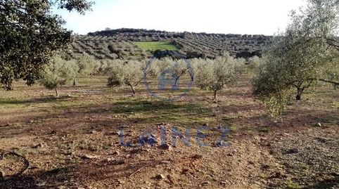 Parcela de 3 hectáreas, con aproximadamente 400 olivos, casa y nave en el término de la Granjuela. La casa consta de porche, 2 dor, immagine 2
