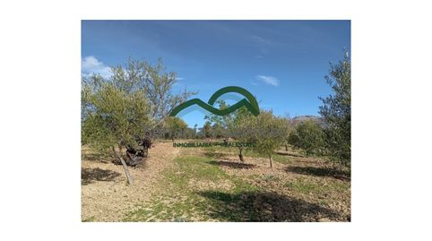 Foto 2 de Finca rústica en venta en Partidas Norte, Ronda