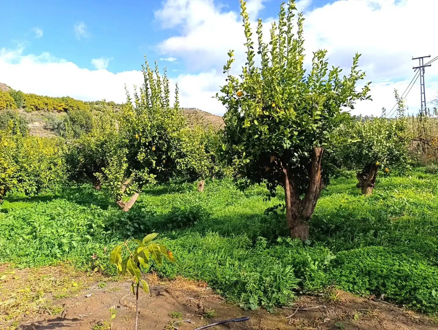 Terreny rústic en venda a Polígono paraje loma gorda poligono