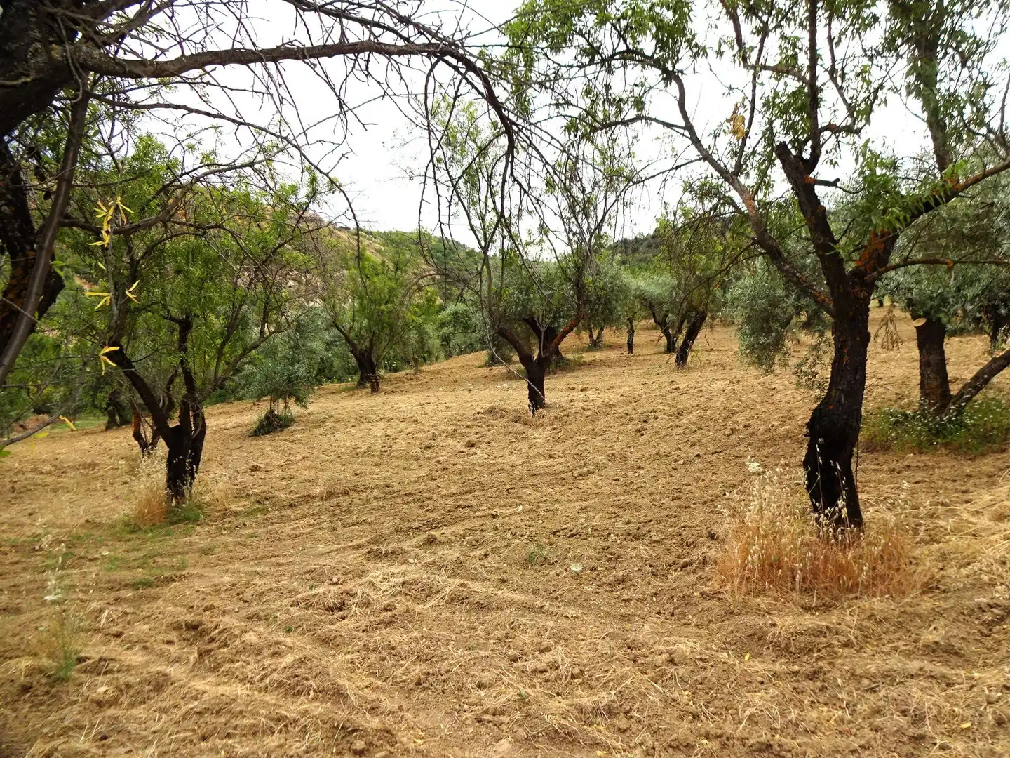 Lands and plots for sale in Pinos Genil, imagen 10