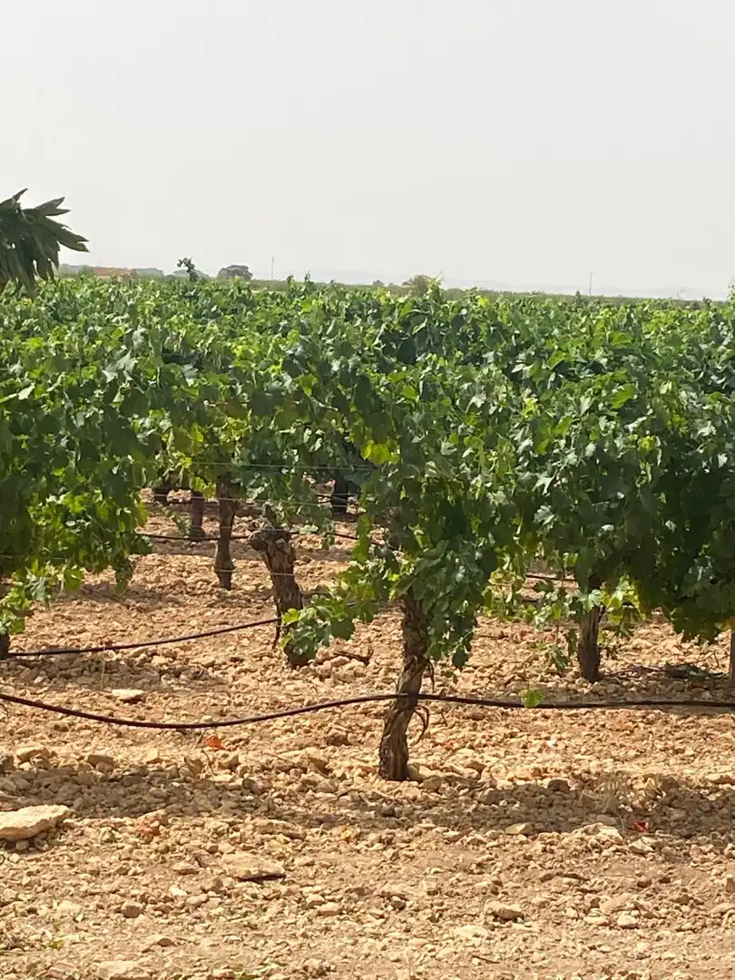 Terreno en venta en Socuéllamos