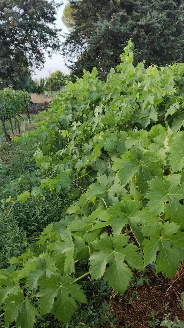 Casa o xalet en venda a FN VIÑAS MATACACERES (CÁCERES), -1, Ruta de la Plata