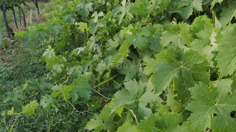 Foto 5 de Casa o xalet en venda a Fn Viñas Matacaceres (cáceres), -1, Ruta de la Plata, Cáceres