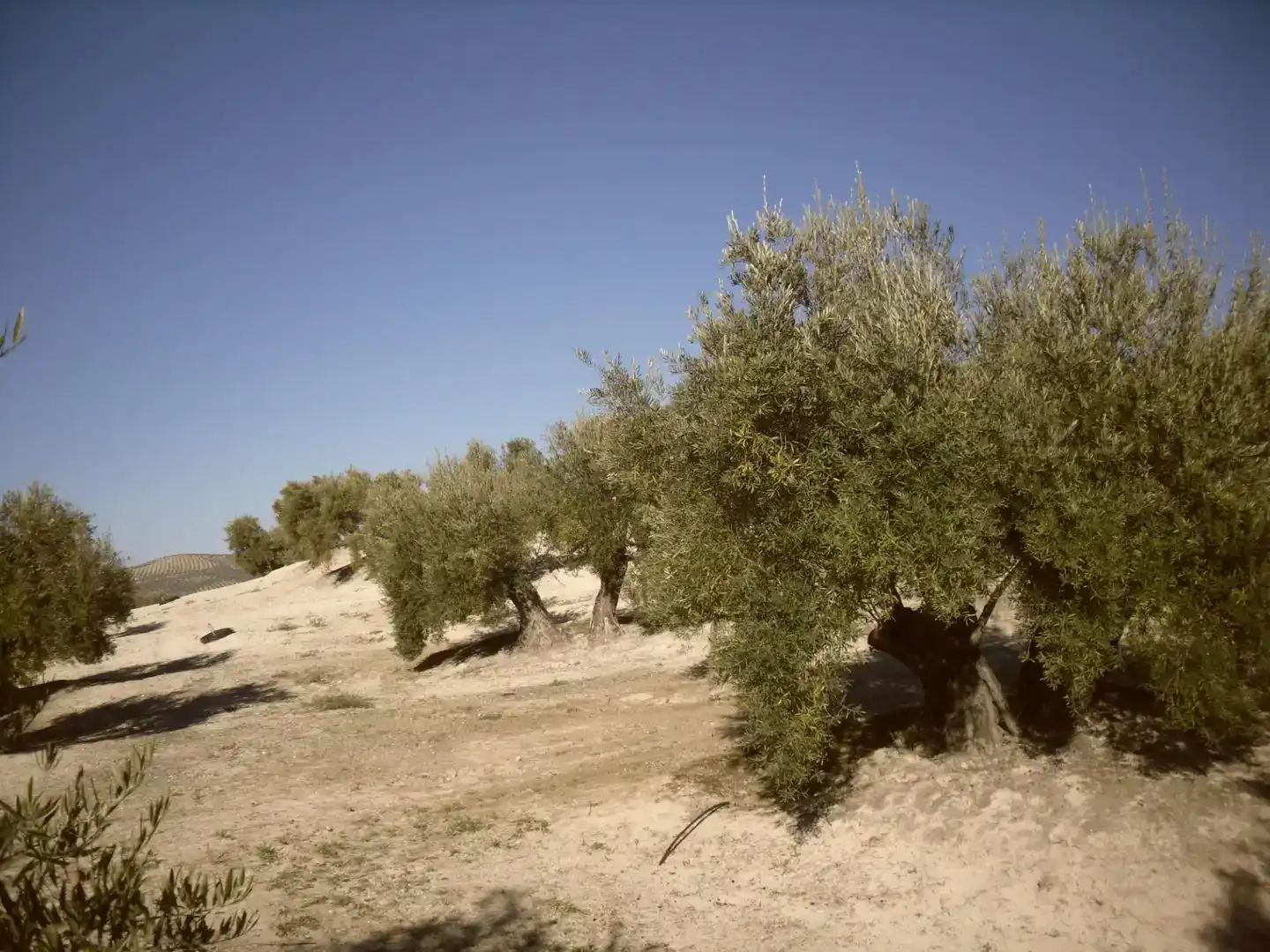 Terreno en venta en Lahiguera