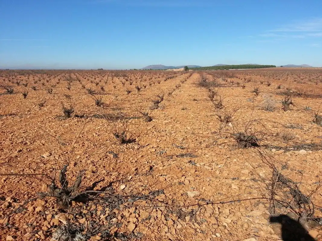 Terreno rustico in vendita a Valdepeñas, imagen 4