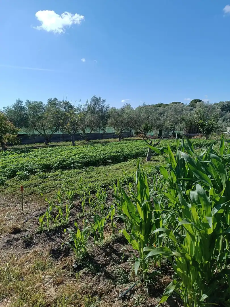 Casa o chalet en venta en Puerto Real