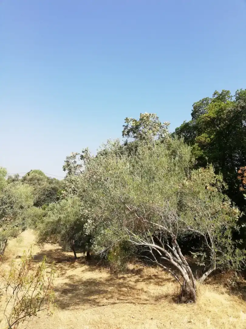 Finca rústica en venda en Plasencia amb Jardí privat, Traster i Piscina