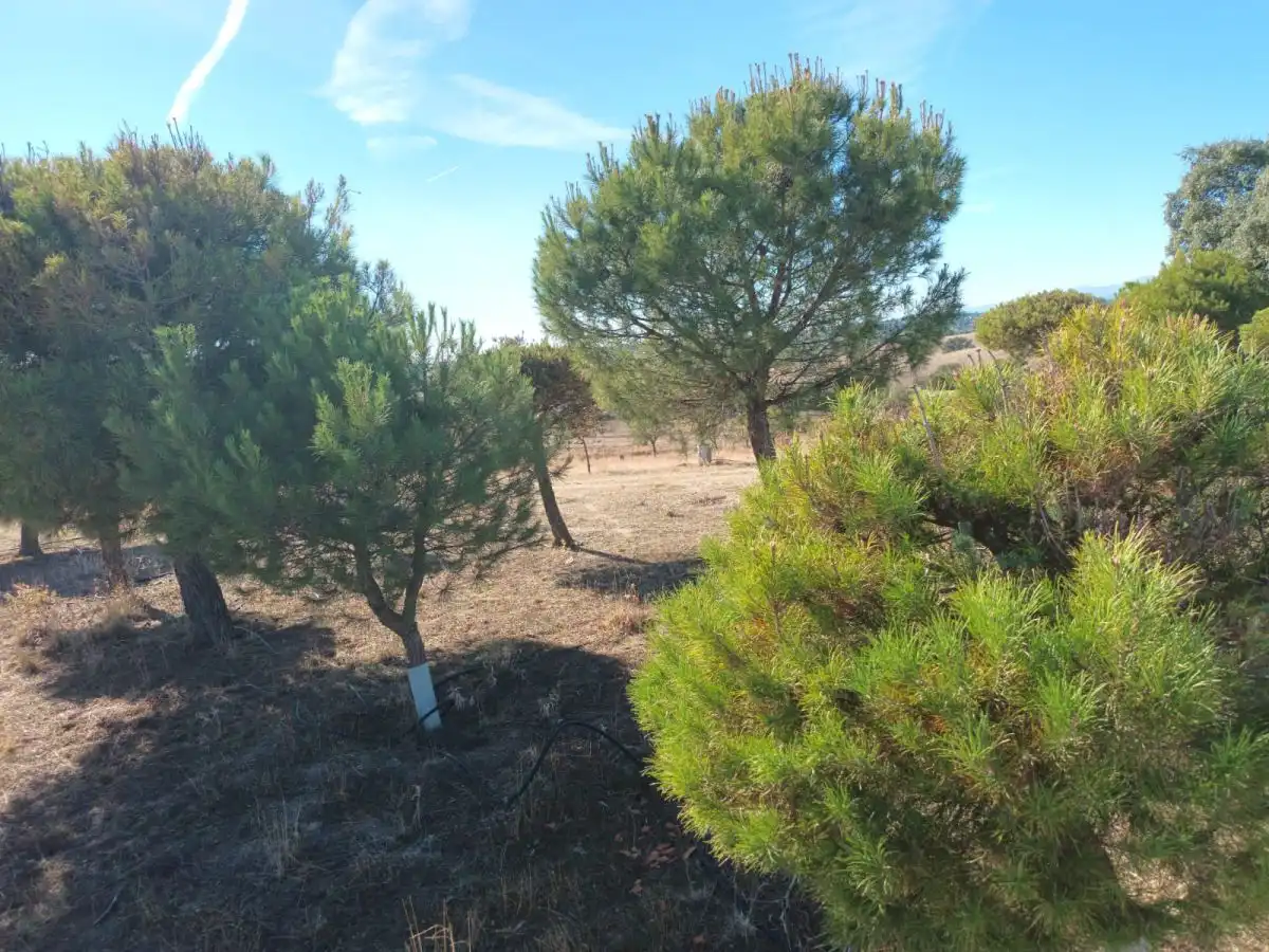 Finca rústica en venta en Brunete