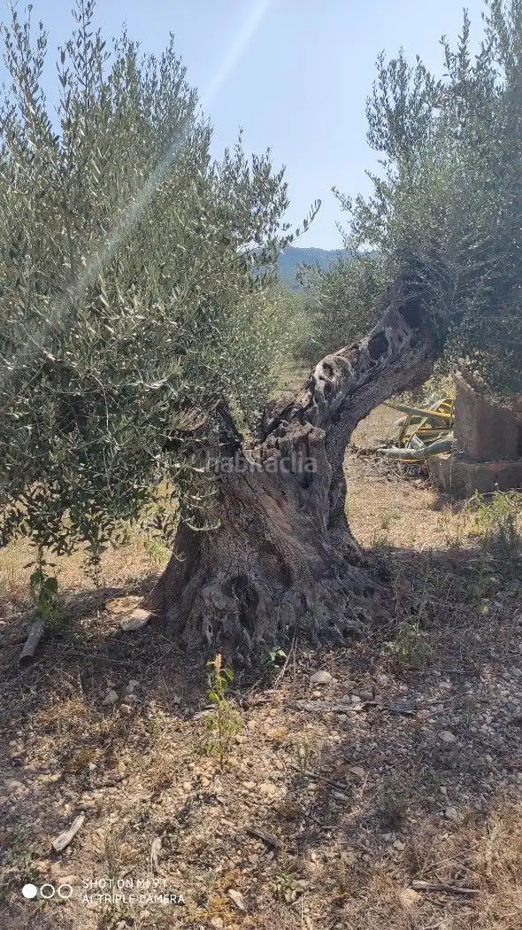 Rural land for sale in Carrer de la Muntanya 1, imagen 10