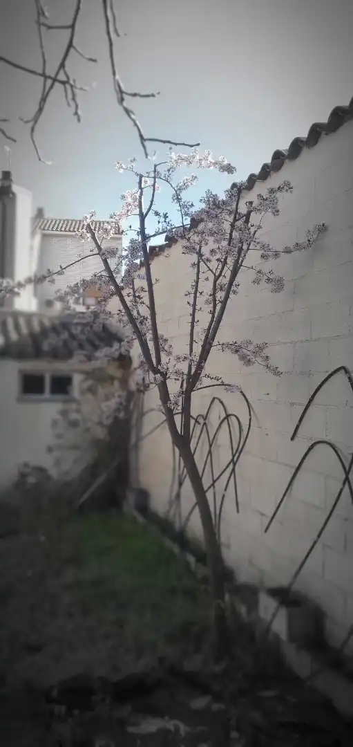 Garden of Houses for sale in Medina del Campo  with Heating, Private garden and Terrace