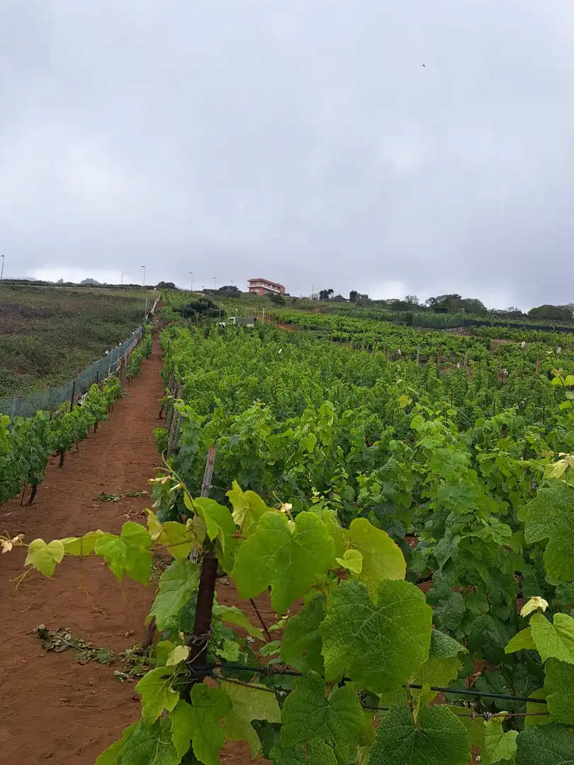 Rural land for sale in El Sauzal, imagen 25