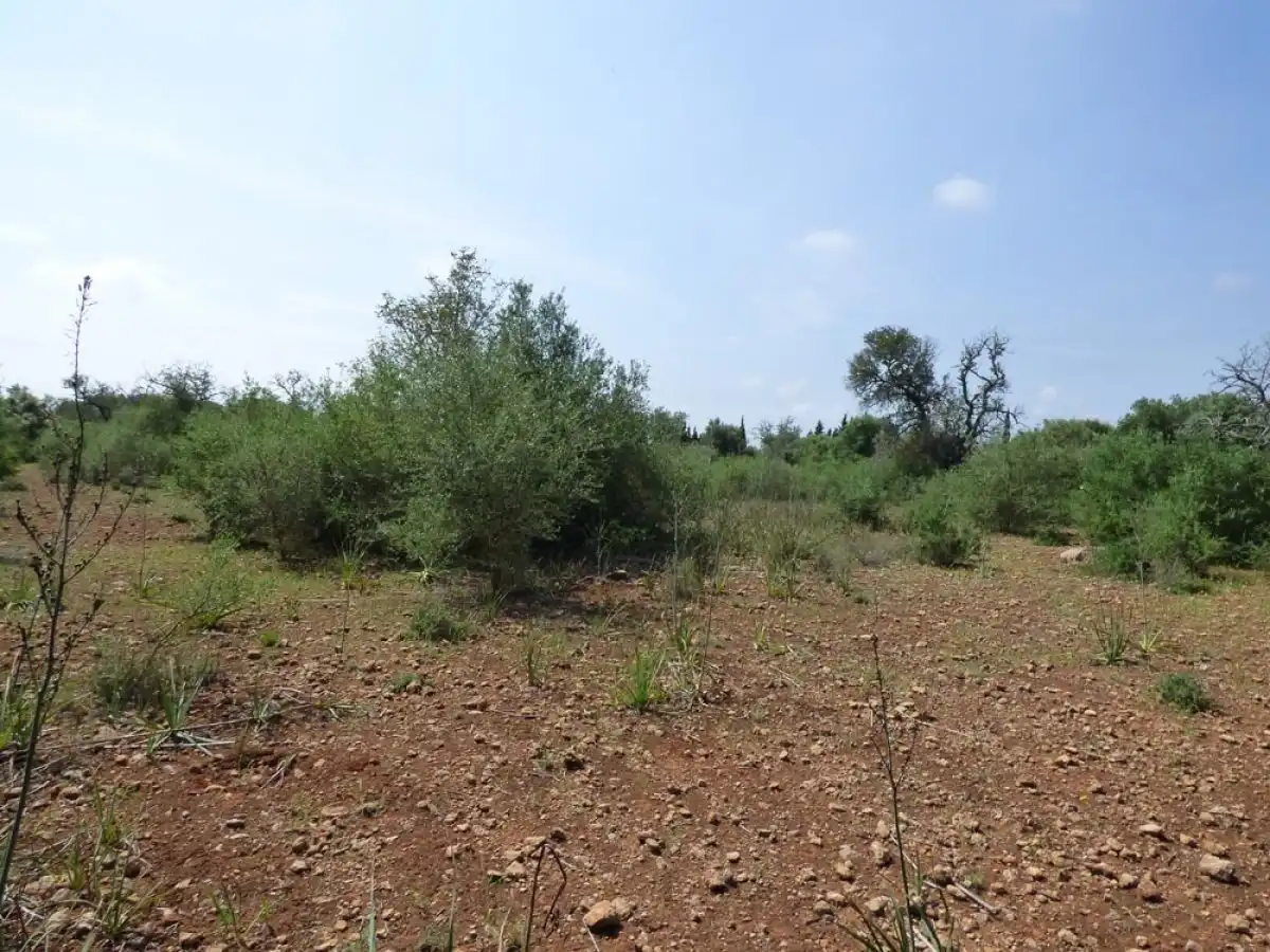 Terreno rustico in vendita a Llucmajor pueblo