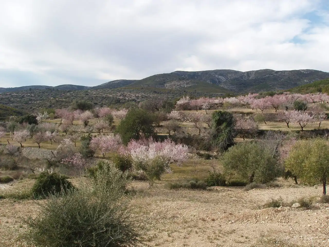 Terreny residencial en venda a Càlig, imagen 7