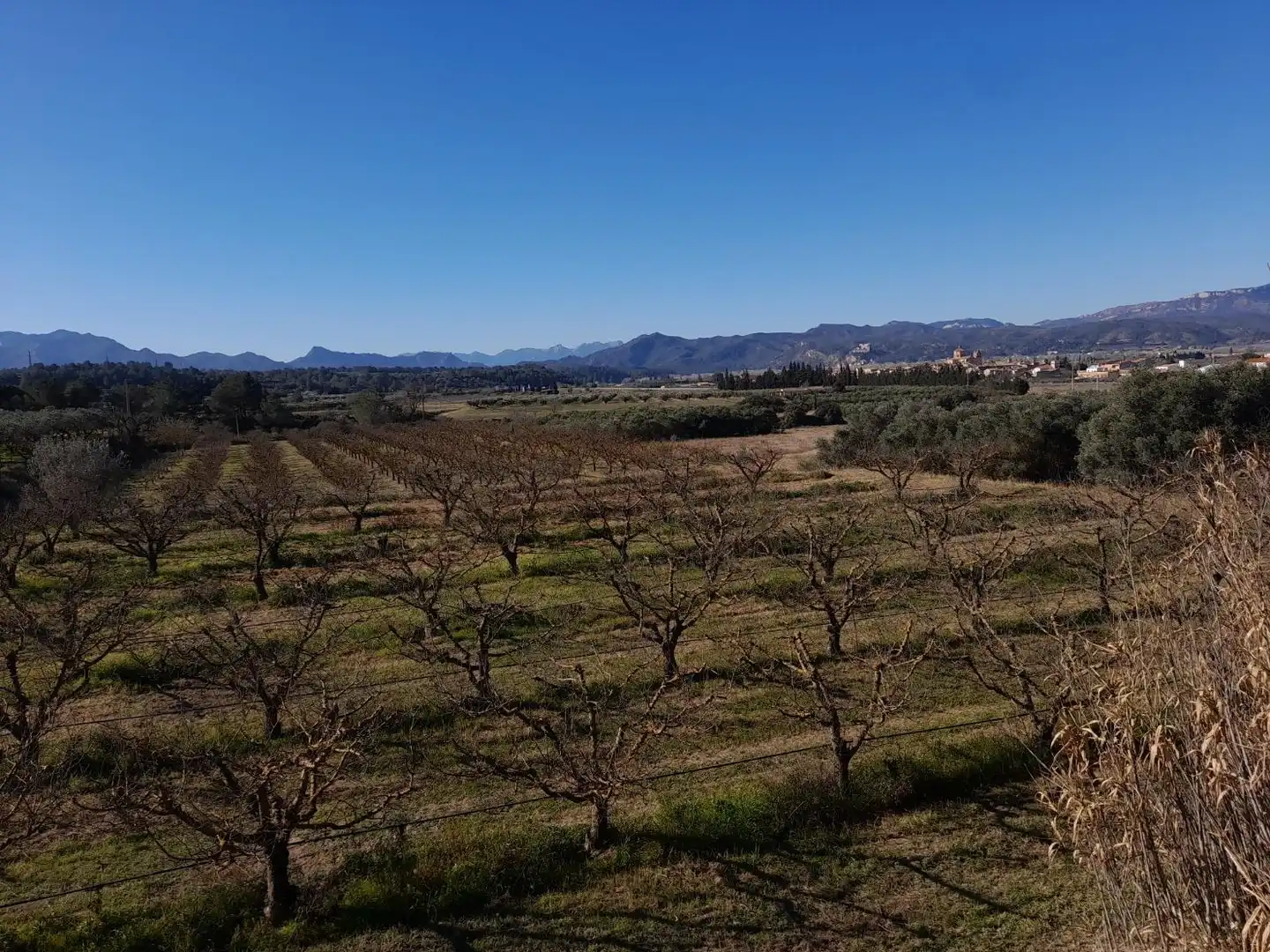 Rural land for sale in Ginestar, imagen 10