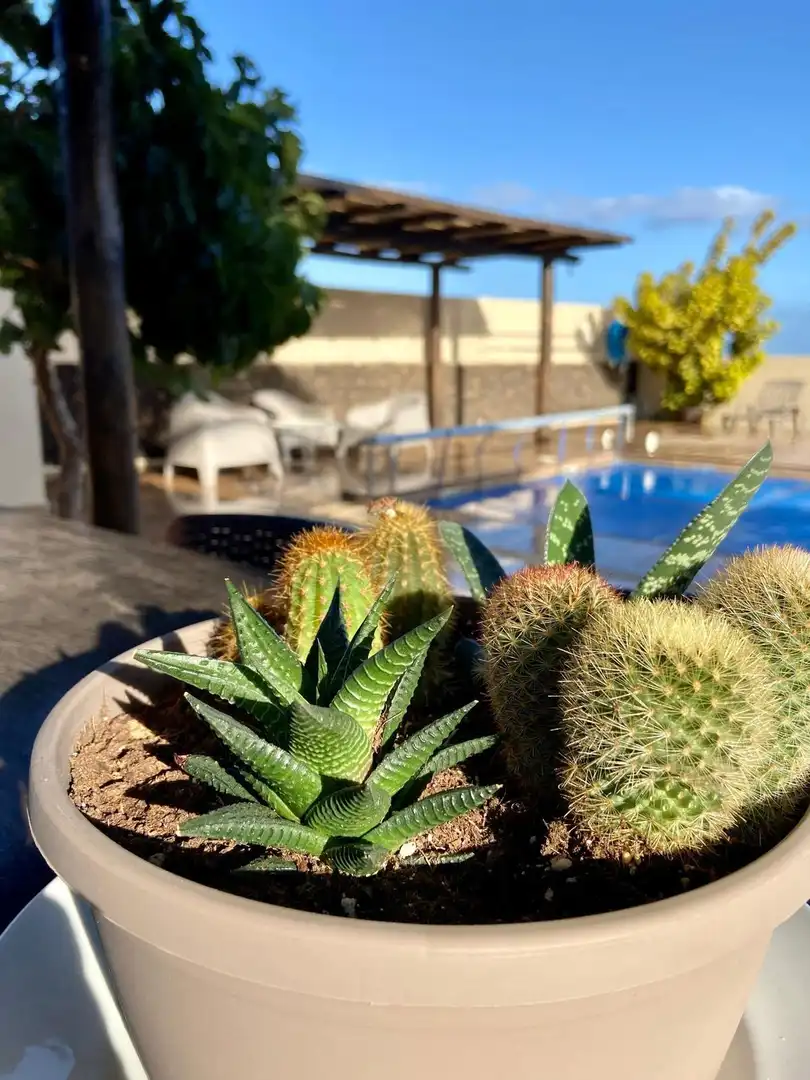 Jardín de Casa o chalet en venta en Tías pueblo